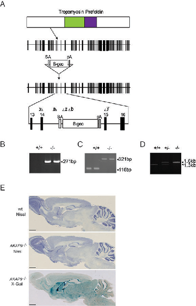 TNiK Supplementary Figure 1