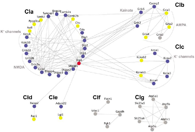 TAP PSD-95 interaction network