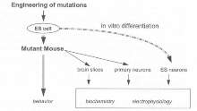 Figure 5: Using mutant mouse embryonic stem (ES) cells to generate both mice and neurons in vitro.